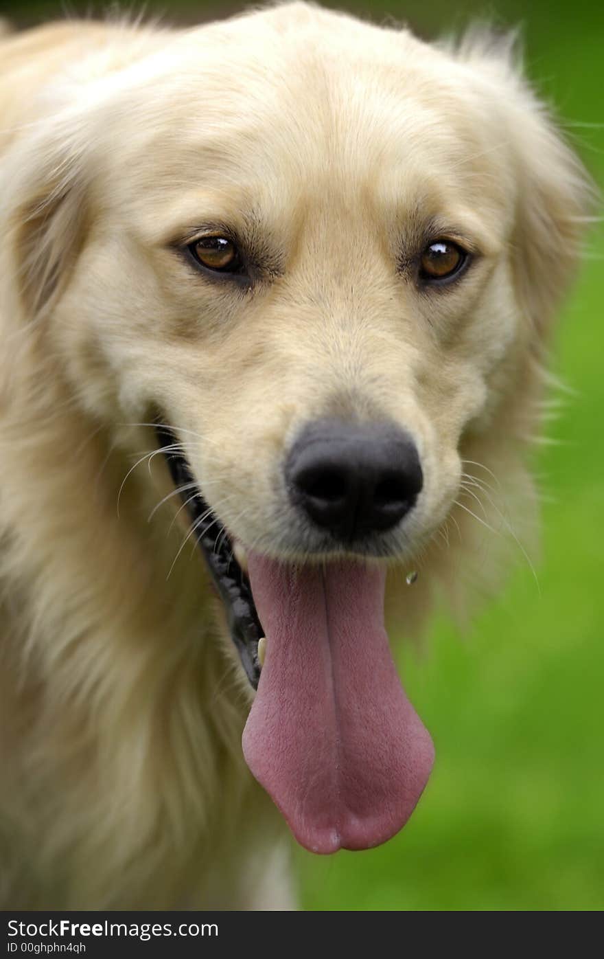 Golden retriever staring intesively into the camera. Golden retriever staring intesively into the camera.