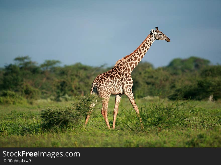 Masai giraffe in Masai Mara national park Kenya