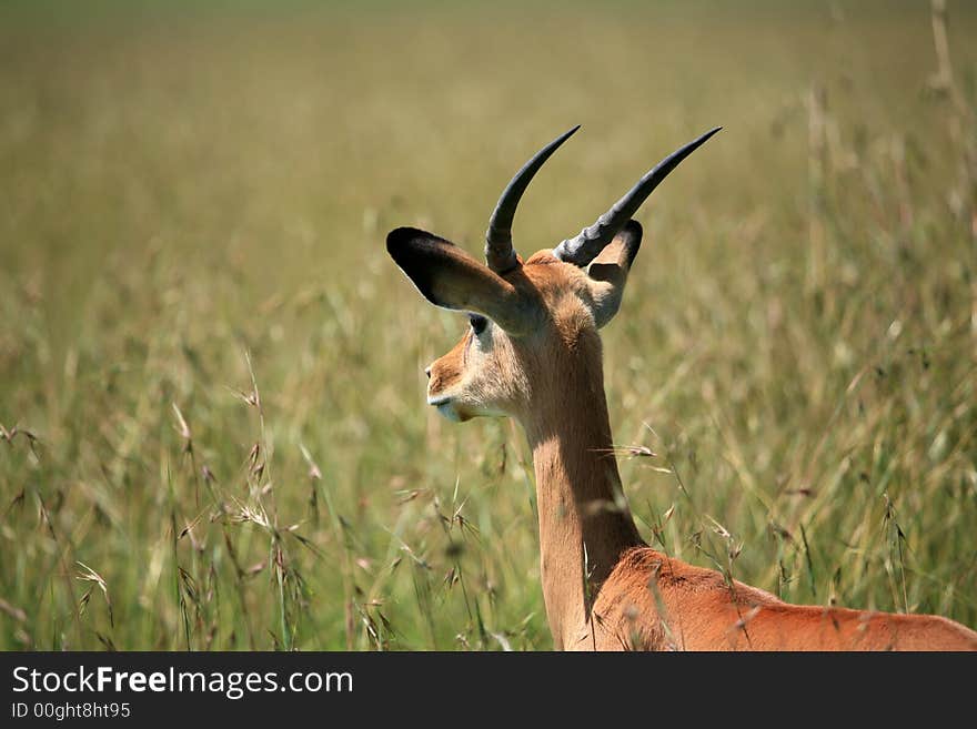 Young Male Impala