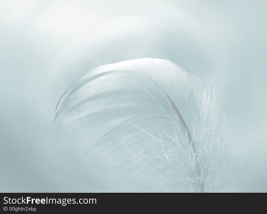 Illustration showing close-up view of a bird feather in gentle blue tones. Illustration showing close-up view of a bird feather in gentle blue tones.