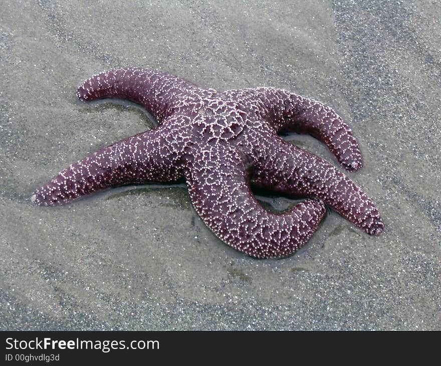 Starfish