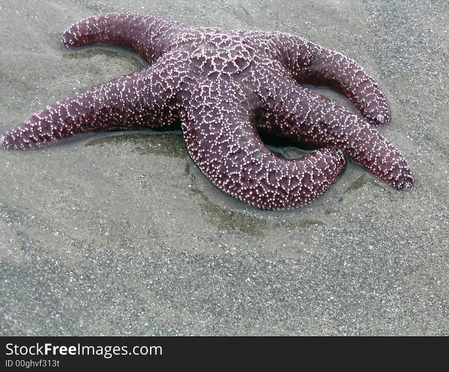 Starfish