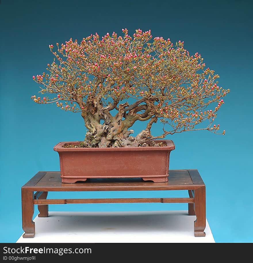 Mountain azalea, Azualea kusianum, 50 cm high, more thatn 100 years old, collected in China, pot Chinese, owner Melvyn Goldstein. Mountain azalea, Azualea kusianum, 50 cm high, more thatn 100 years old, collected in China, pot Chinese, owner Melvyn Goldstein