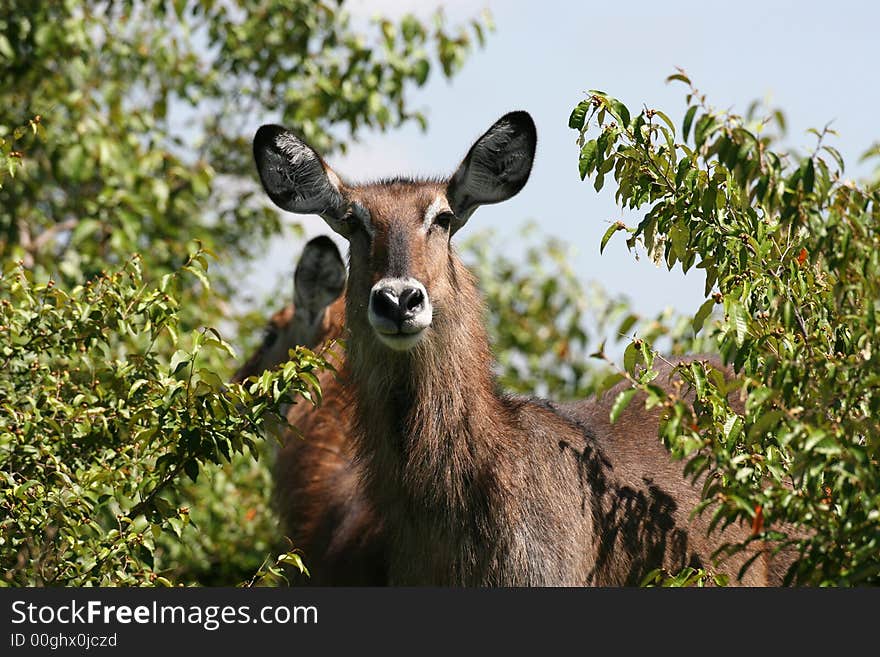 Waterbuck Tsavo Kenya