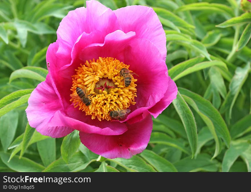 Three bees on a red flower. Three bees on a red flower