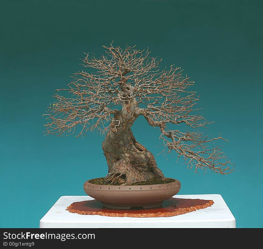 Chinese elm bonsai in spring