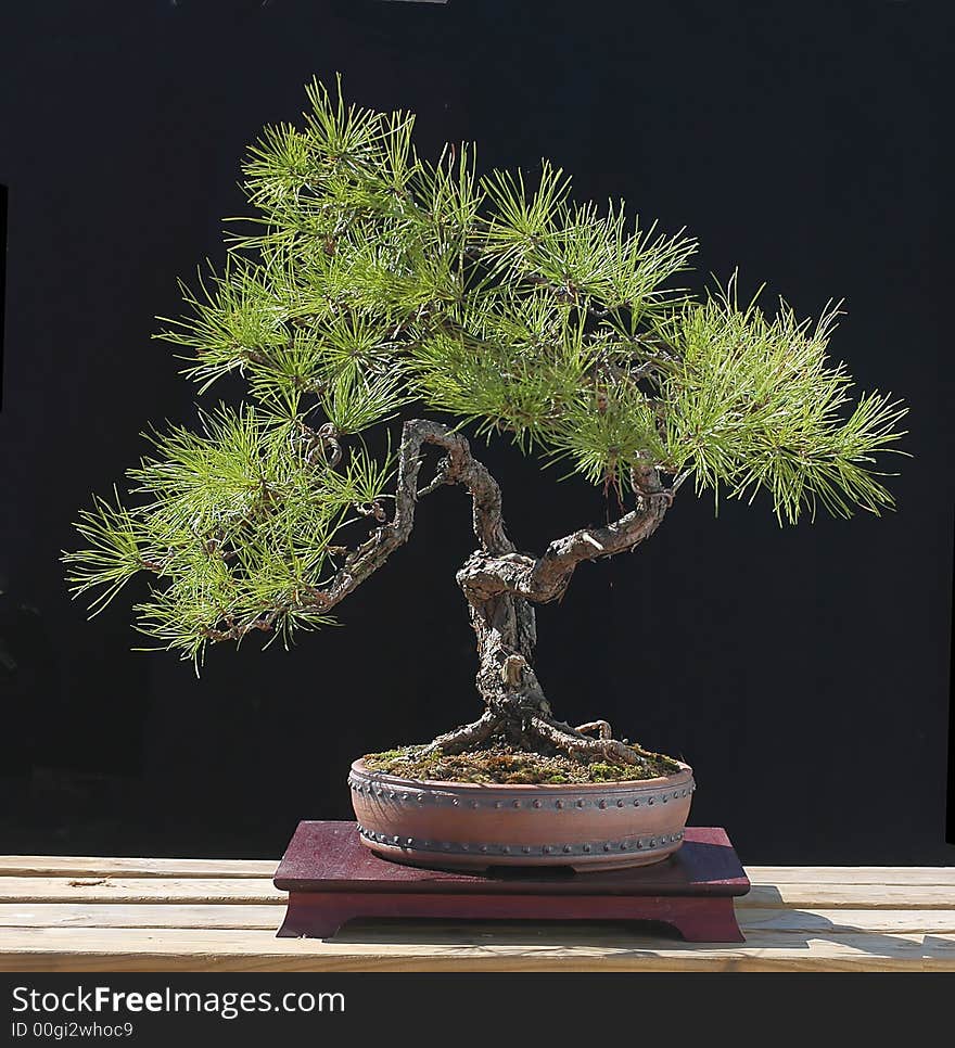 Pitch pine as bonsai