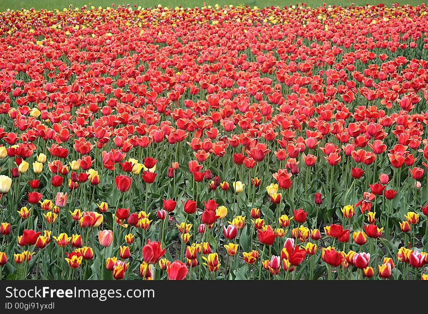 Tulips.