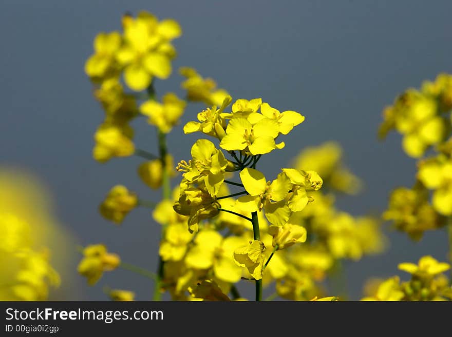 Yellow flower