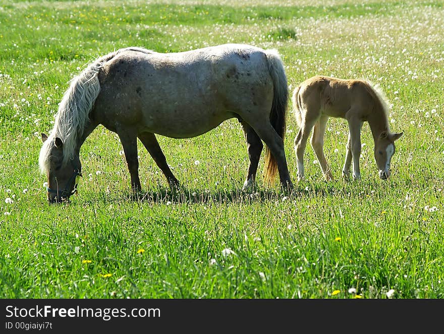 Horse and Foal