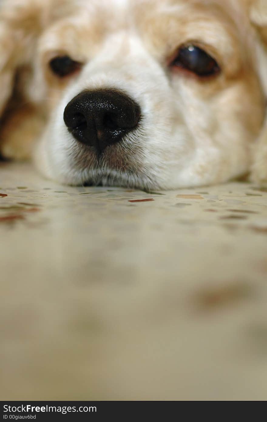 Cocker Spaniel Closeup