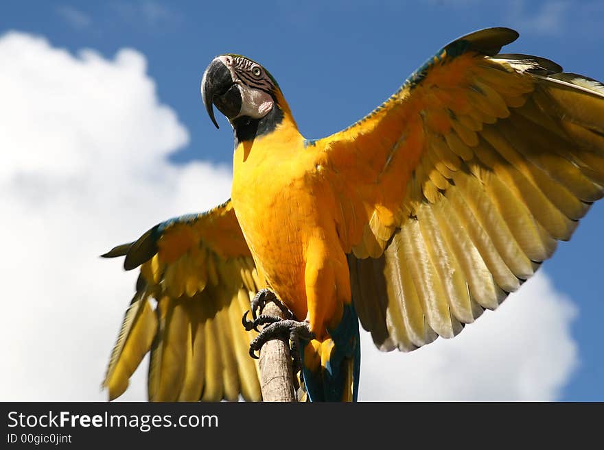 Macaw shows the wings to the sky. Macaw shows the wings to the sky