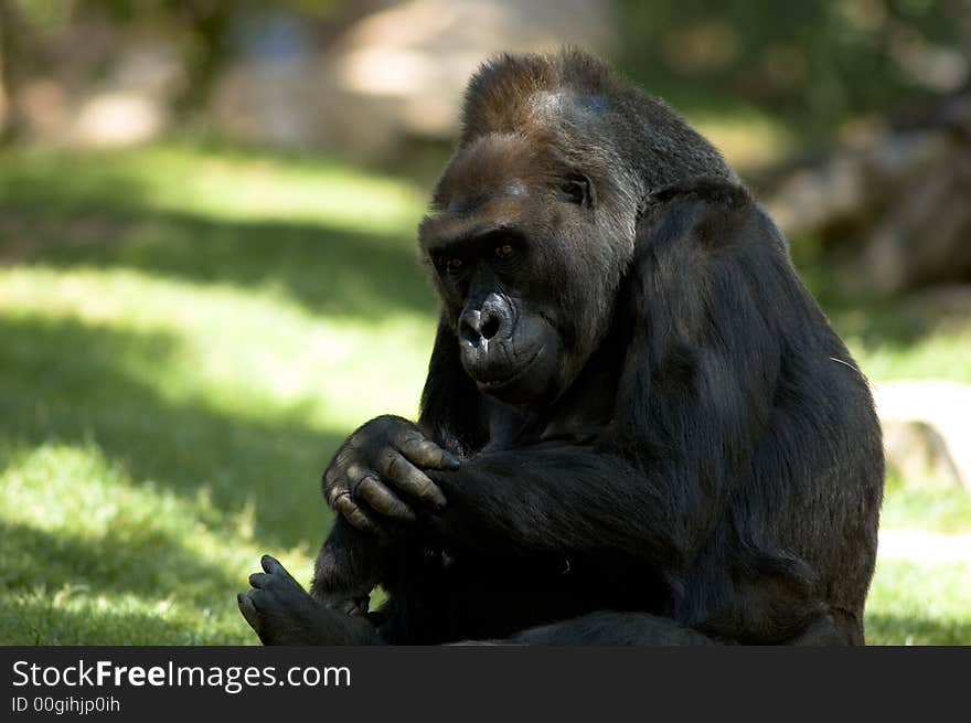 Gorilla Sitting