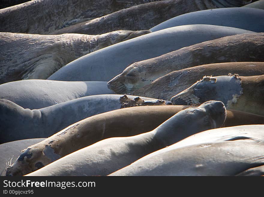 Elephant Seals