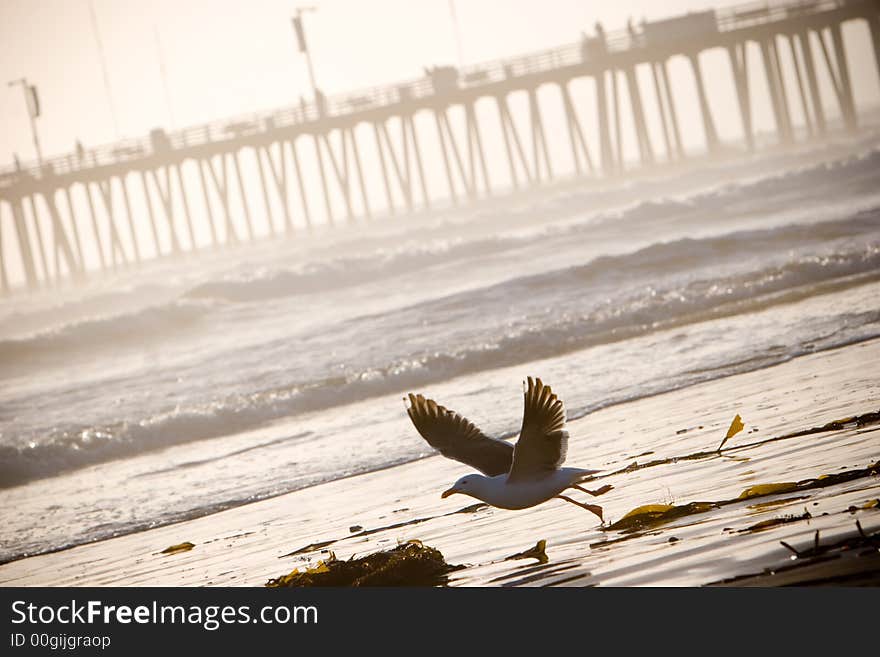 Seagull and Pier