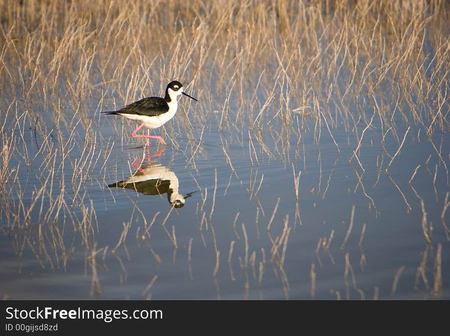 Bird Walking in Water