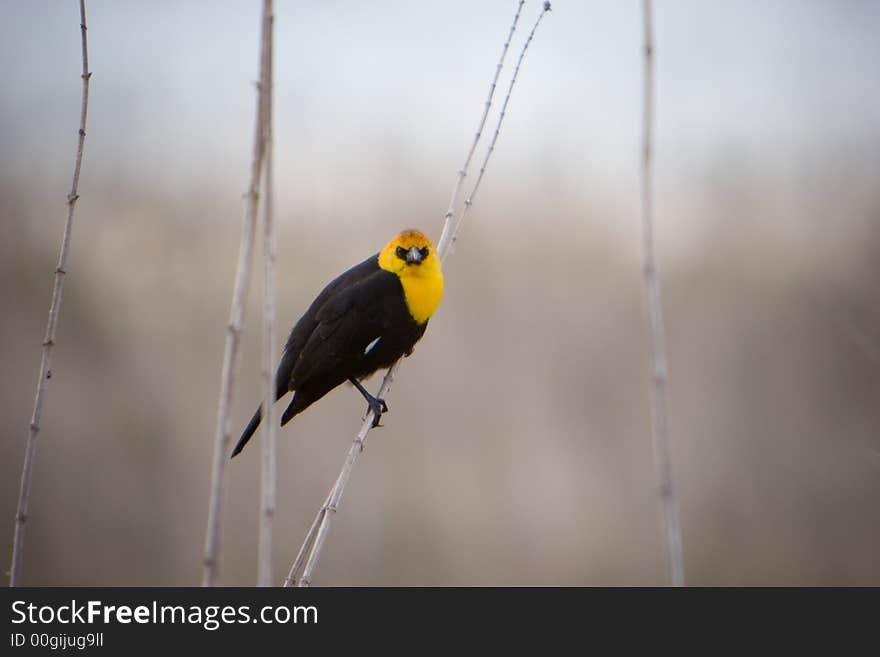 Yellow-Headed Blackbird