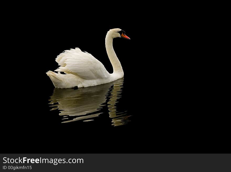 Mute swan on black