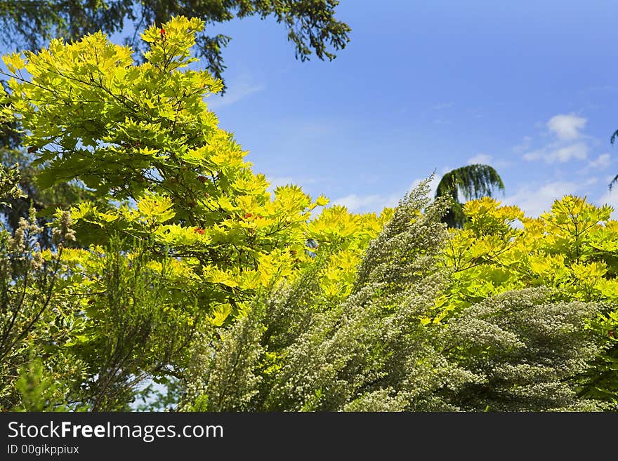 Trees And Sky