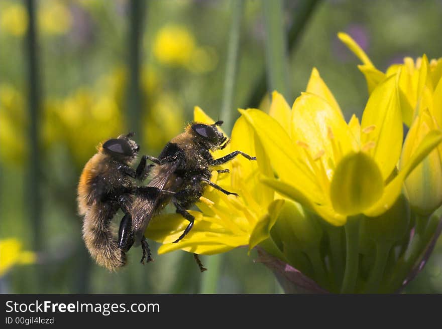 Macro shots of bees on yellow flowers at day time. Macro shots of bees on yellow flowers at day time