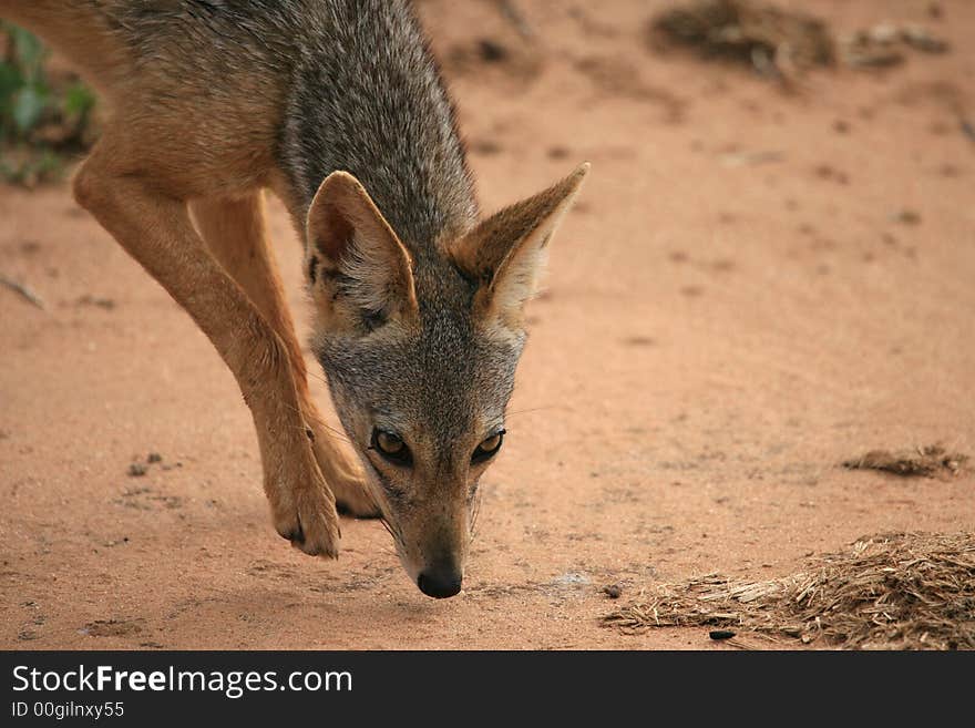 Black backed jackal