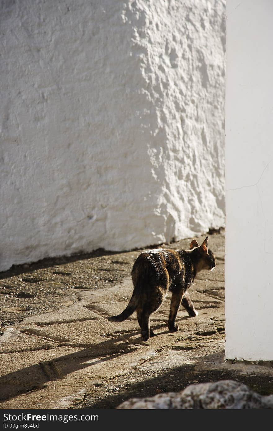 Cat in Gaucin, Andalusia, Spain