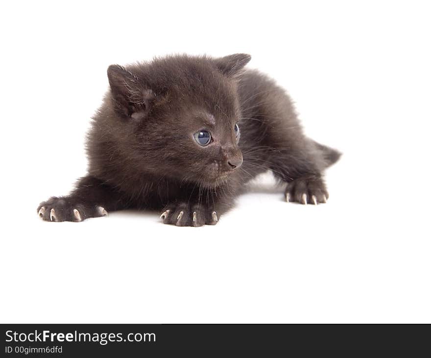 A black kitten looking right and ready to pounce on white background