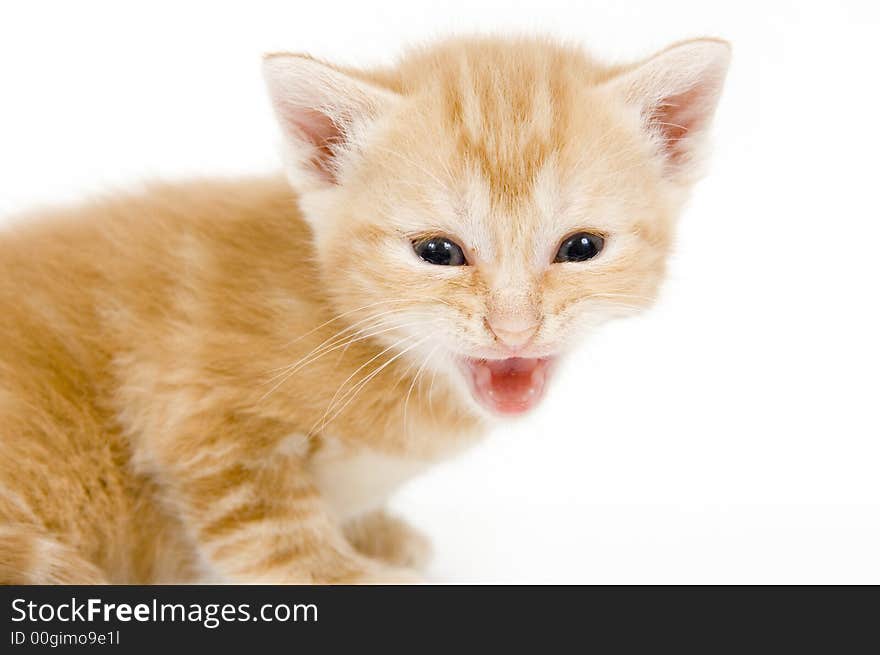 A yellow kitten lets out a cry while sitting on a white background. A yellow kitten lets out a cry while sitting on a white background