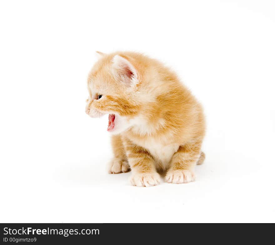 Yellow kitten looking left and crying on white background