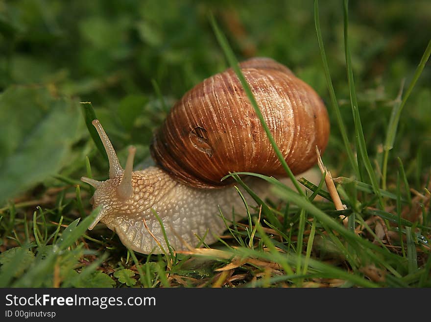 Roman snail at the meadow after spring rain