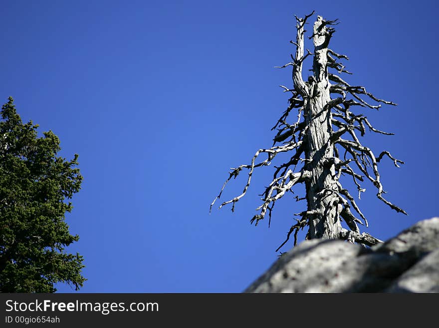 Dry tree