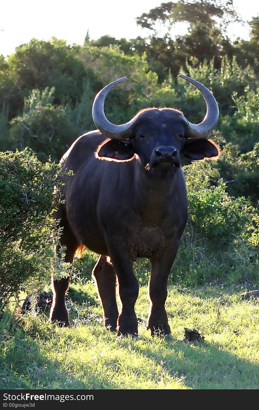 Backlit Buffalo