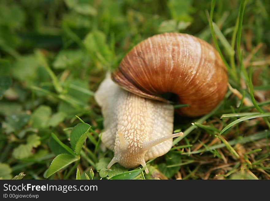 Roman snail at the meadow after spring rain