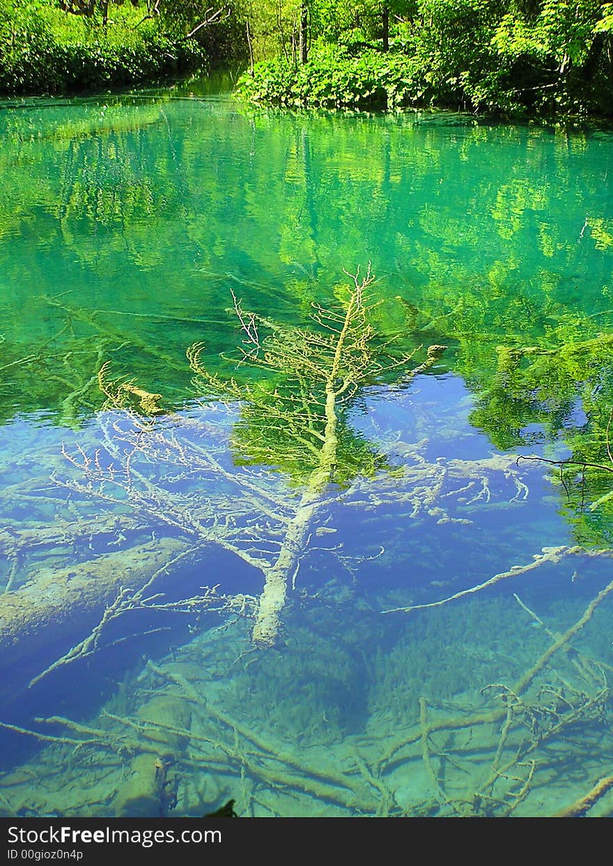 Fallen tree under water in Plitvice Lakes National Park, Croatia