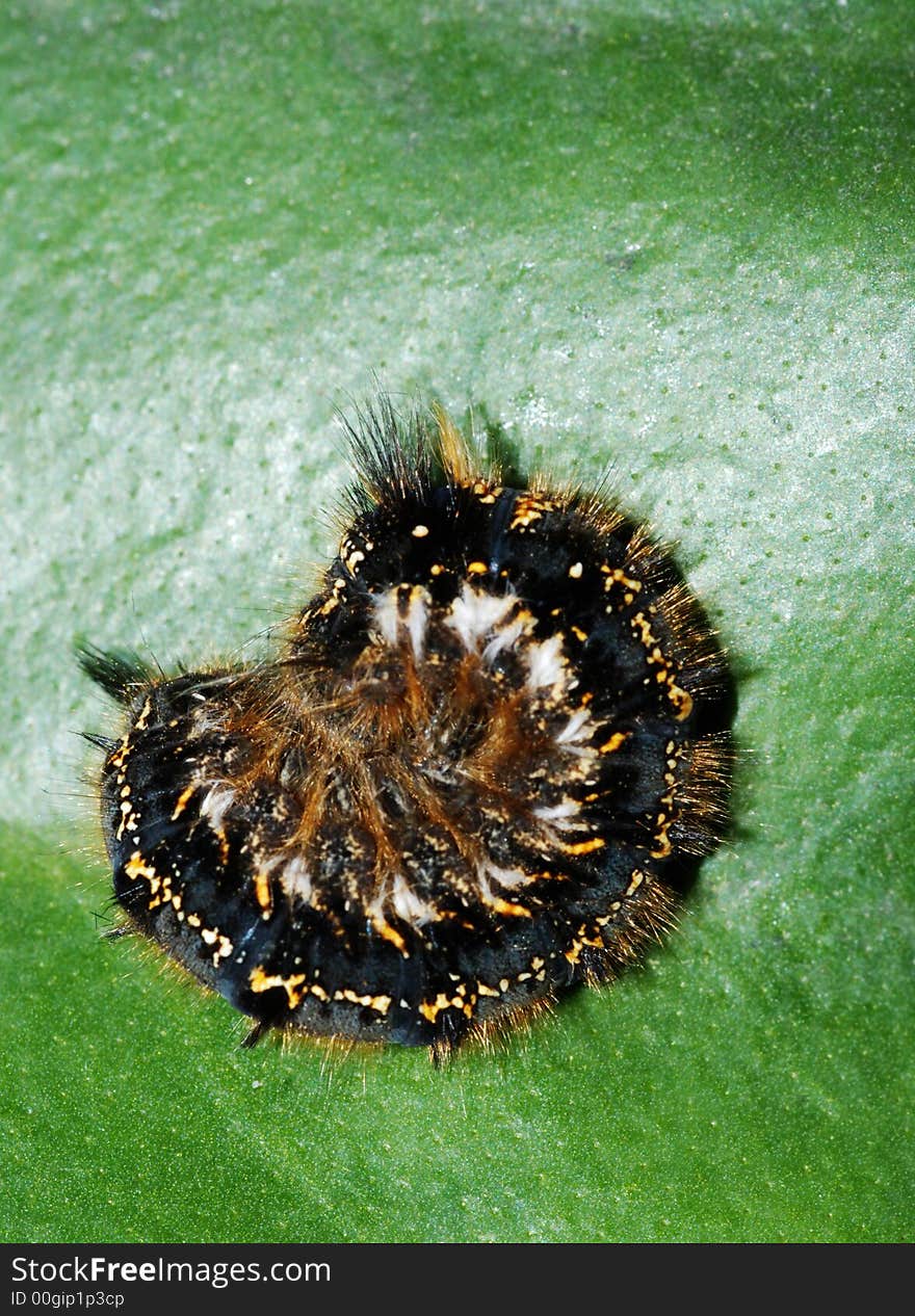 Caterpillar on green leaf macro