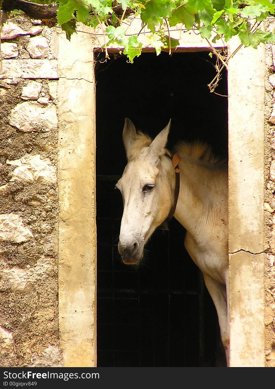 Mule in the door looking outward. Mule in the door looking outward