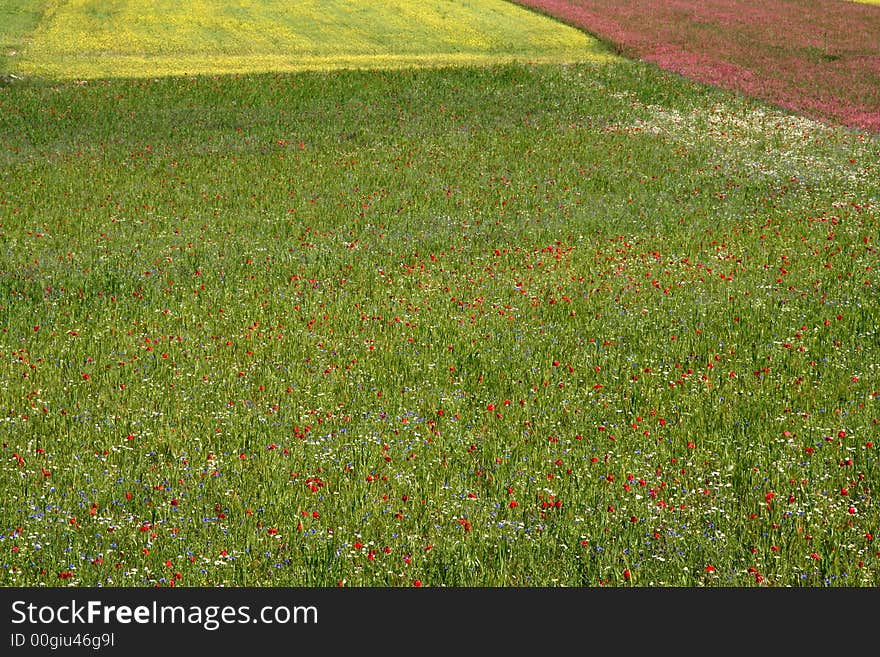 Castelluccio /spring fields