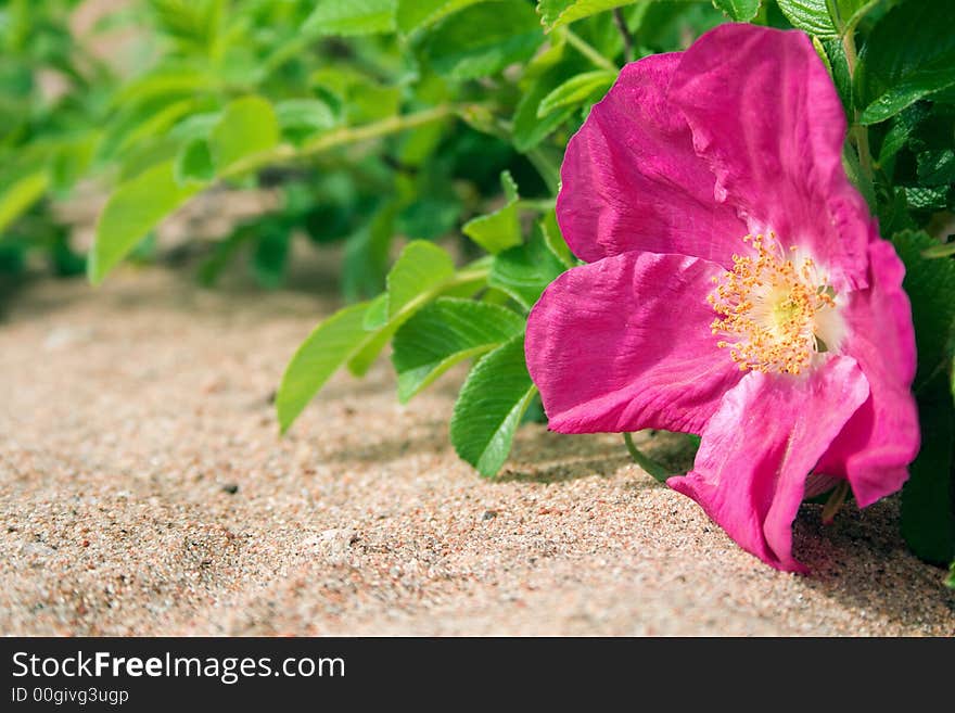 Dog-rose-1