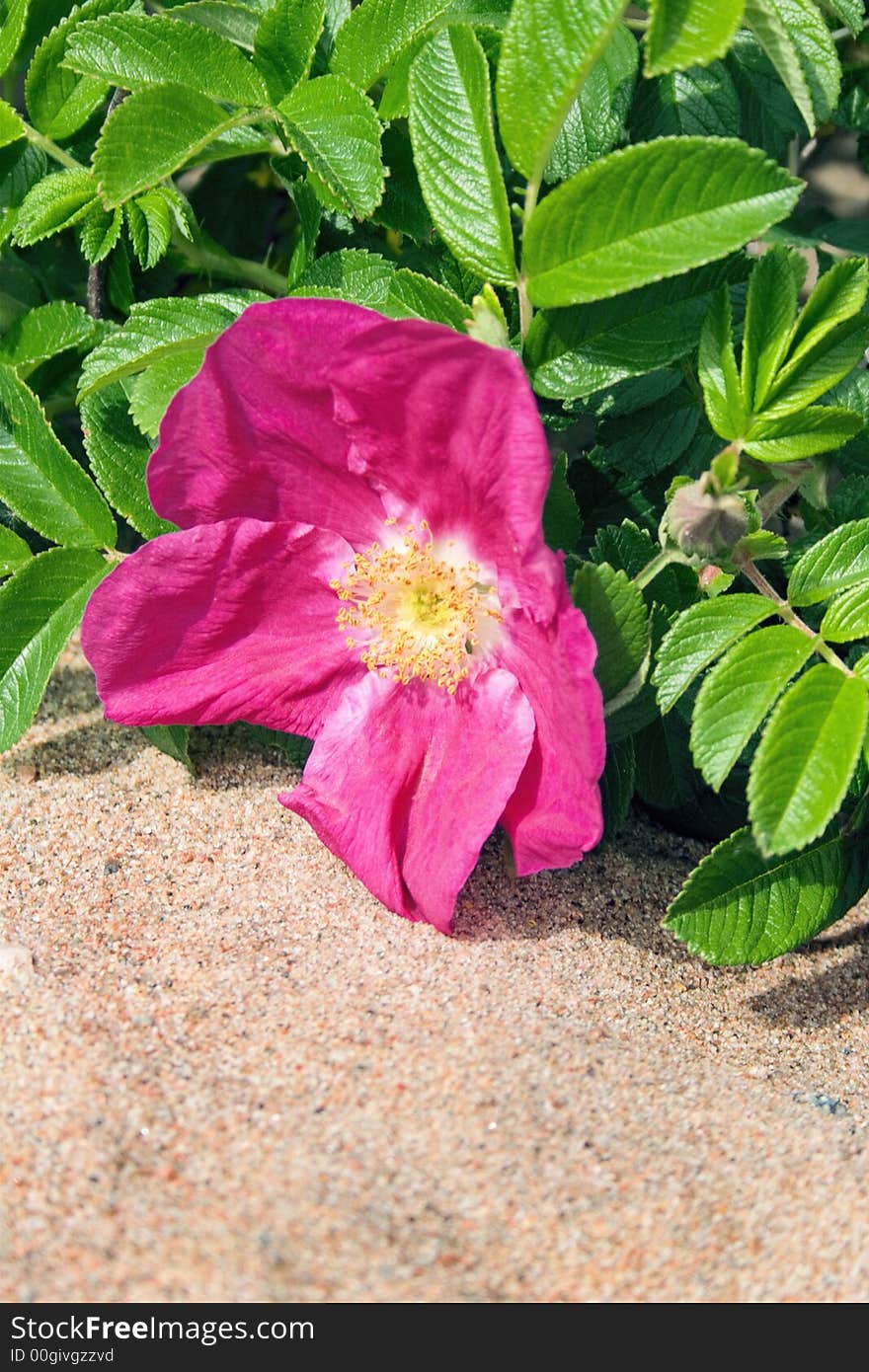 Dog-rose-2