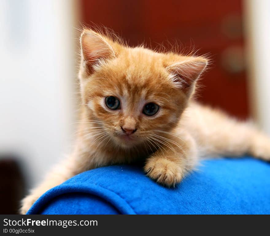 Cute kitten on the blue sofa bed