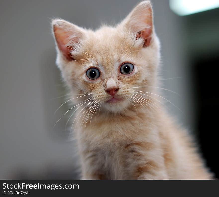 Cute kitten image on the floor background