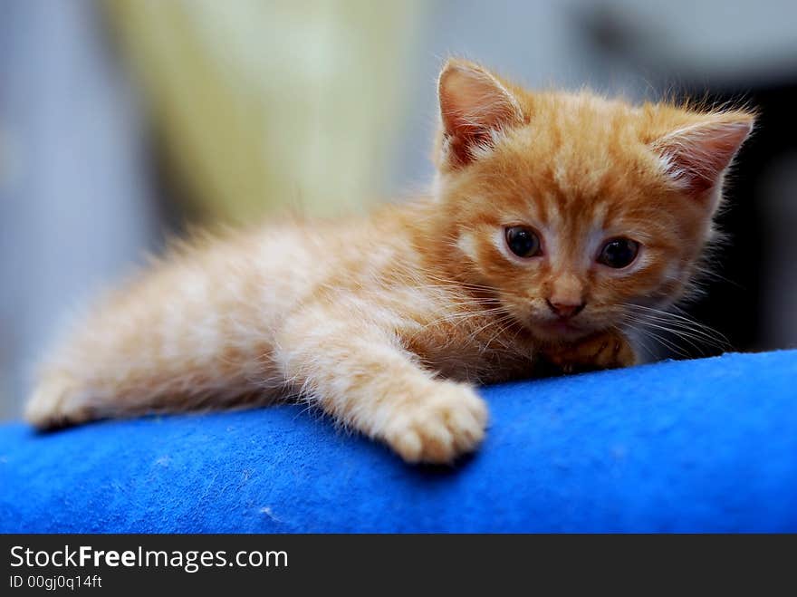 Cute kitten on the blue sofa bed