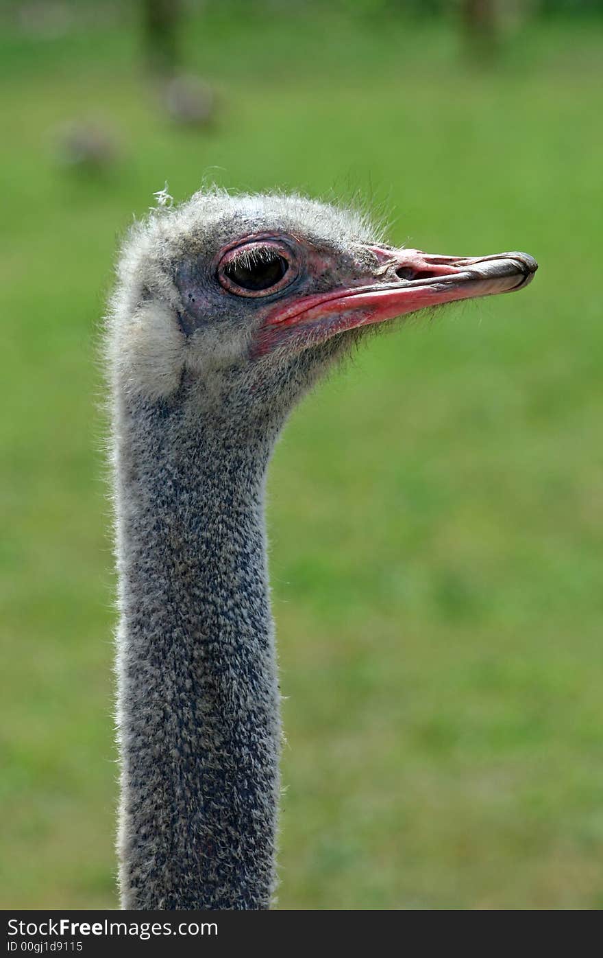 A Head Close-up Of A Crane