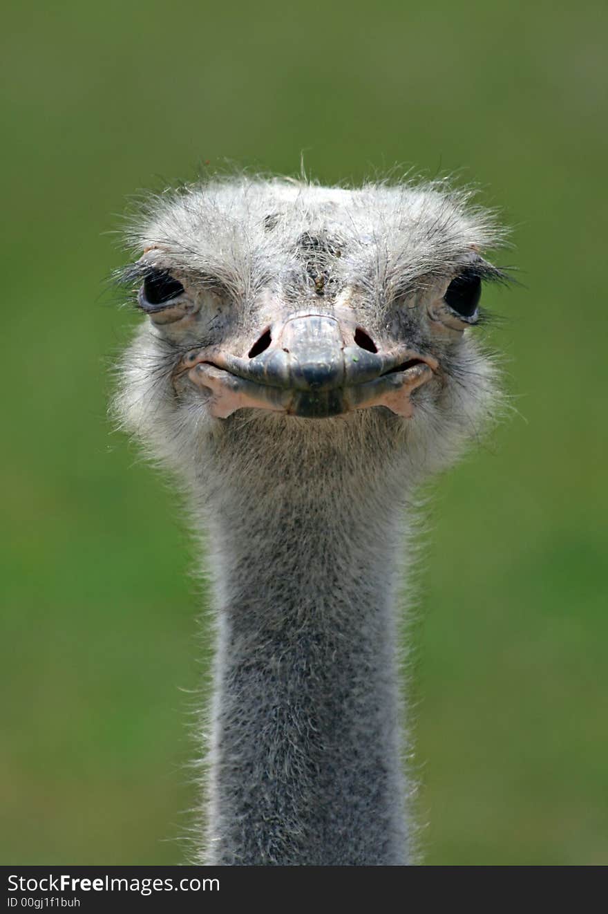 A head close-up of a crane