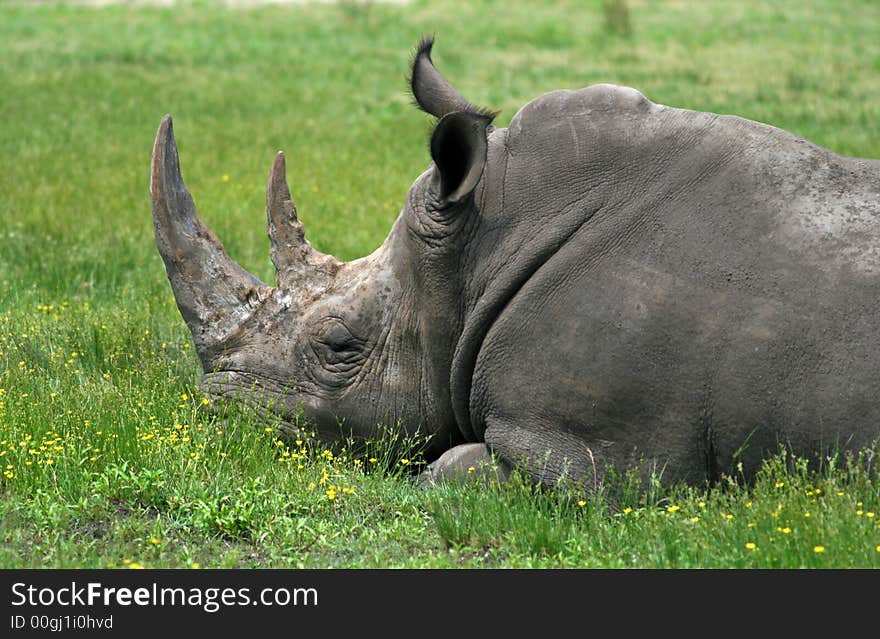 A rhino is sleeping