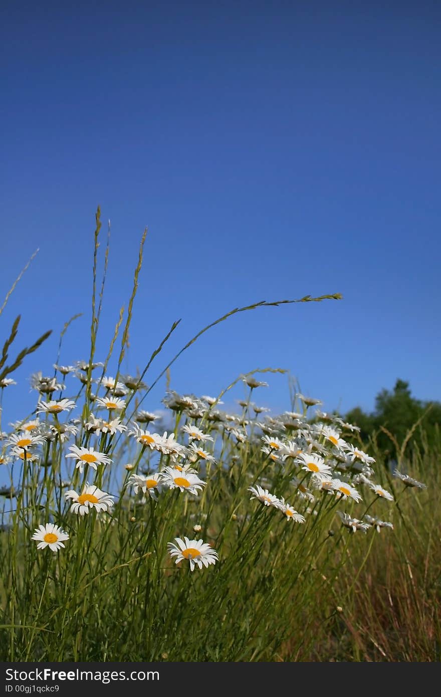 Close up shot of Daisies with blue sky backdrop