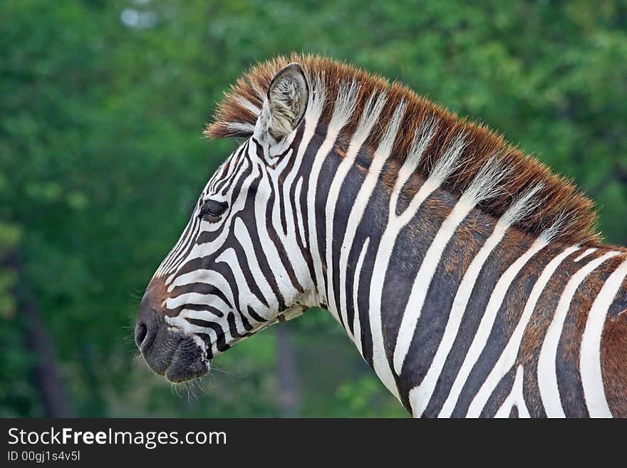 Zebra in a safari park in the United States