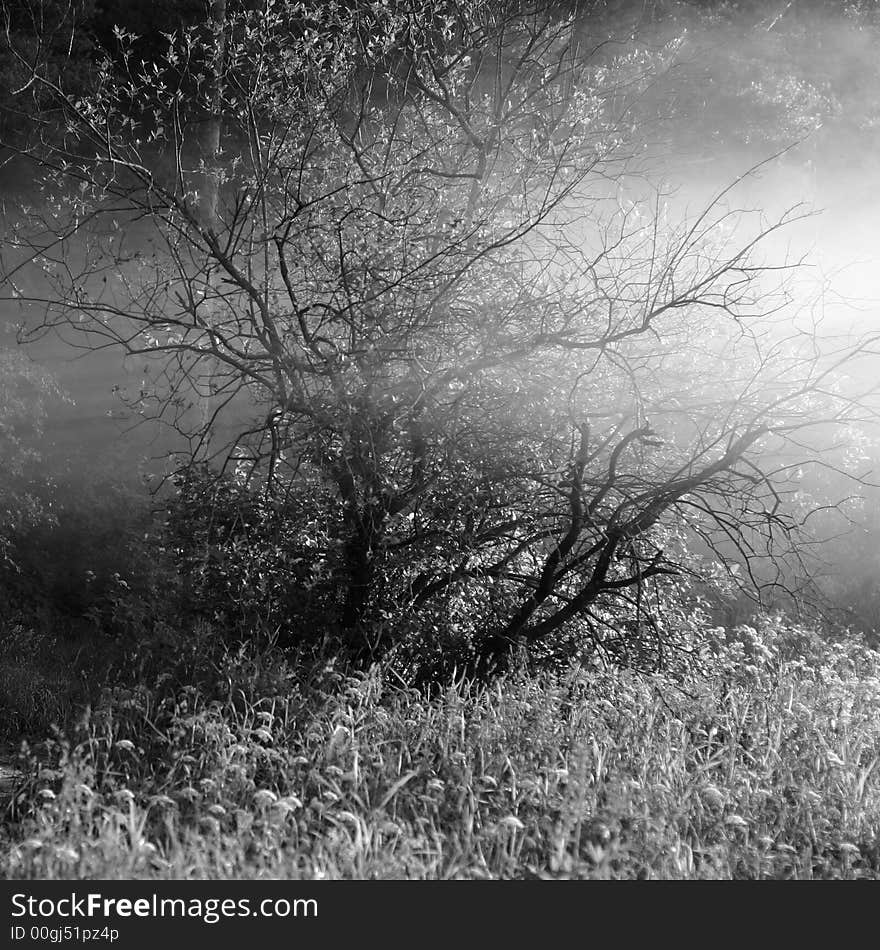 A tree in a deep fog with dust (square shape). A tree in a deep fog with dust (square shape)