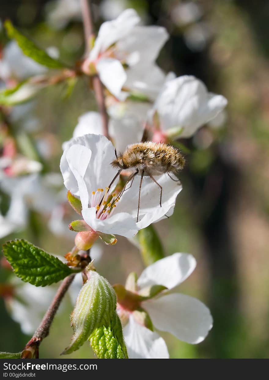 Honeybee on cherry flower