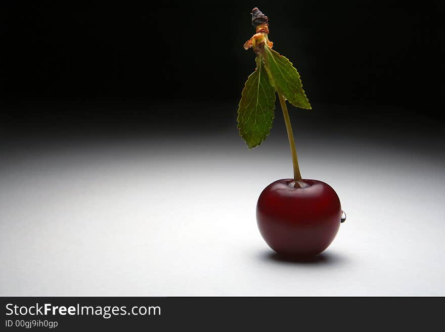 One Cherry with water drops